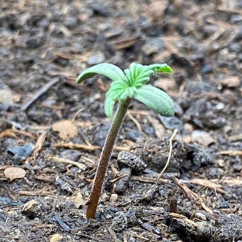 Cookies Gelato Auto growlog timeline photo