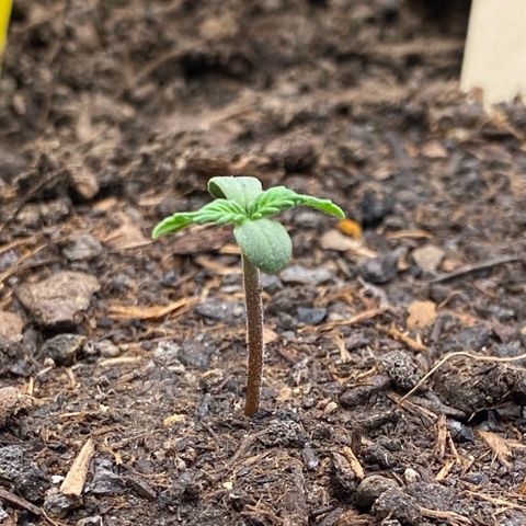Cookies Gelato Auto growlog timeline photo