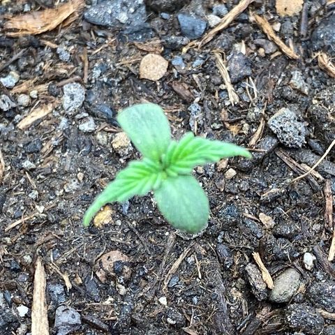 Cookies Gelato Auto growlog timeline photo