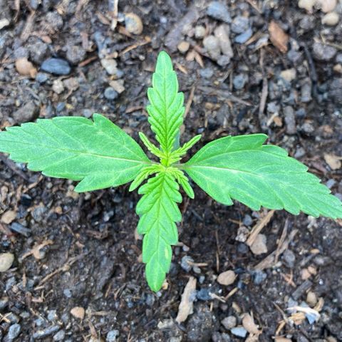 Amnesia Haze Auto growlog timeline photo