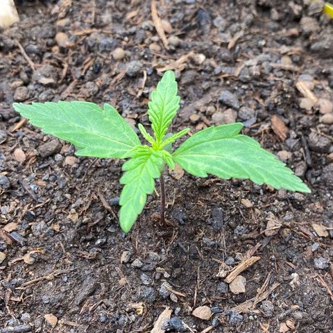 Amnesia Haze Auto growlog timeline photo