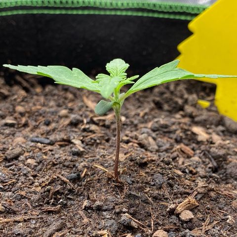 Amnesia Haze Auto growlog timeline photo