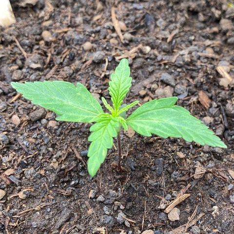Amnesia Haze Auto growlog timeline photo