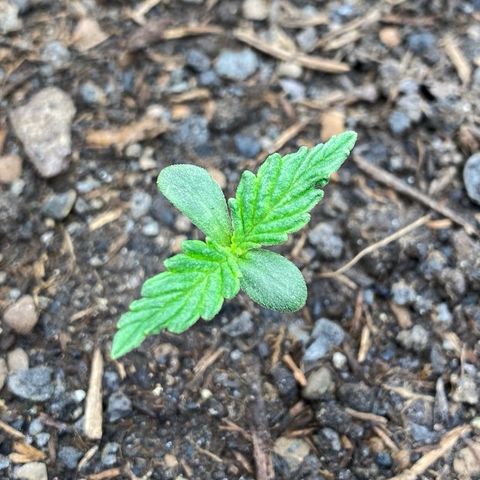 Cookies Gelato Auto growlog timeline photo