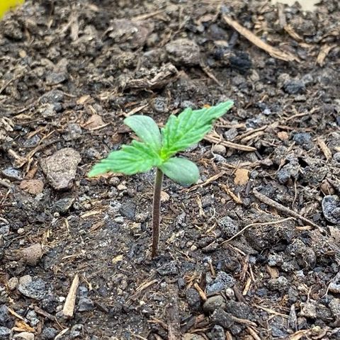 Cookies Gelato Auto growlog timeline photo