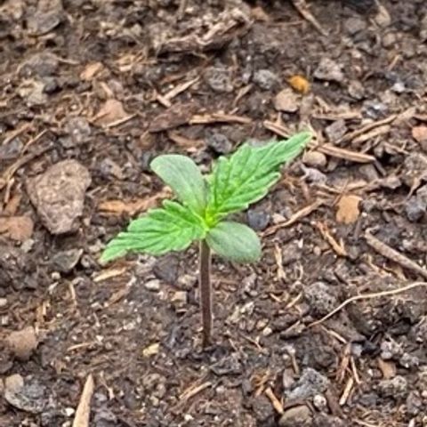 Cookies Gelato Auto growlog timeline photo