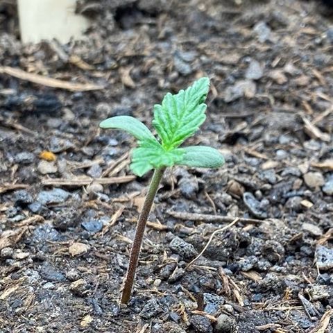 Cookies Gelato Auto growlog timeline photo