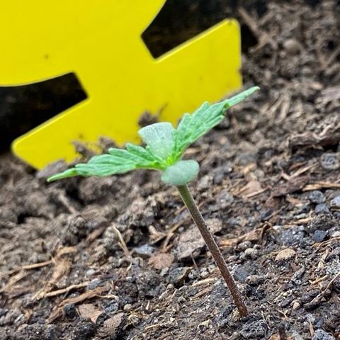 Cookies Gelato Auto growlog timeline photo