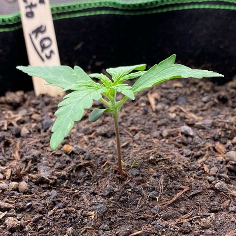 Amnesia Haze Auto growlog timeline photo