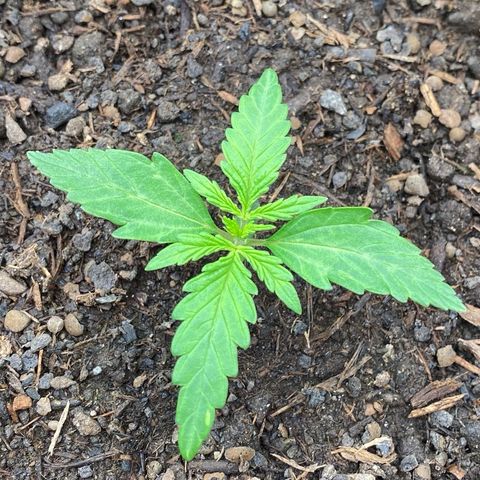 Amnesia Haze Auto growlog timeline photo