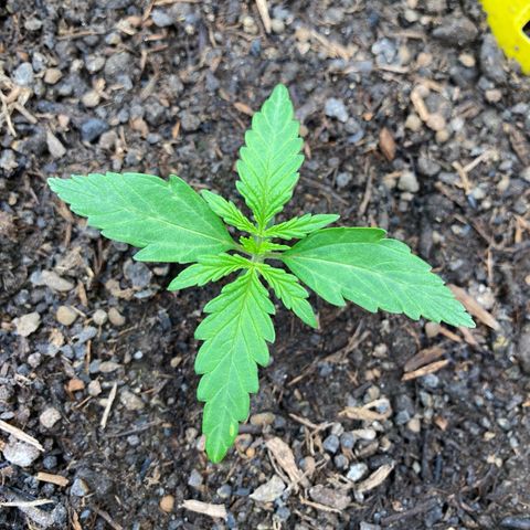 Amnesia Haze Auto growlog timeline photo