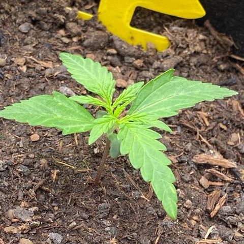 Amnesia Haze Auto growlog timeline photo