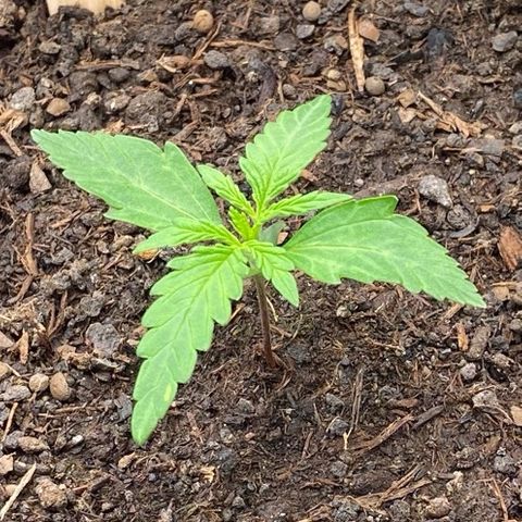 Amnesia Haze Auto growlog timeline photo