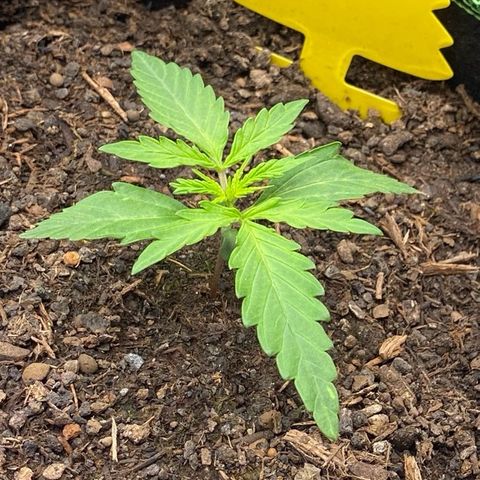 Amnesia Haze Auto growlog timeline photo
