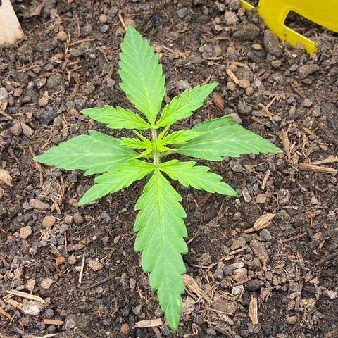 Amnesia Haze Auto growlog timeline photo