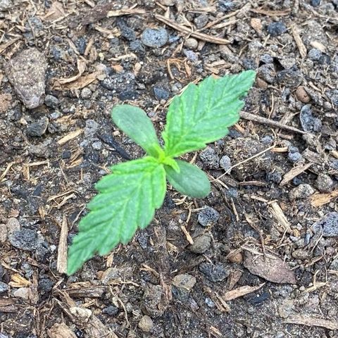 Cookies Gelato Auto growlog timeline photo
