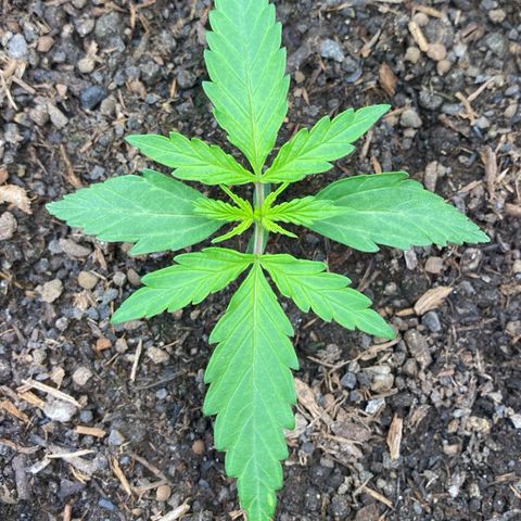 Amnesia Haze Auto growlog timeline photo