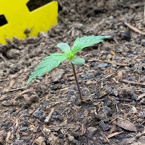 Cookies Gelato Auto growlog timeline photo