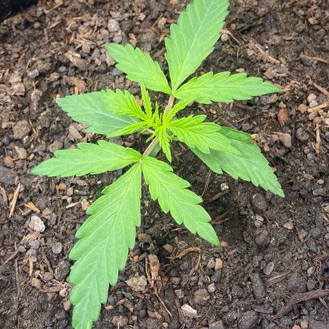 Amnesia Haze Auto growlog timeline photo