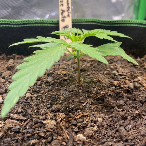 Amnesia Haze Auto growlog timeline photo