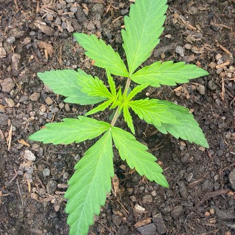 Amnesia Haze Auto growlog timeline photo