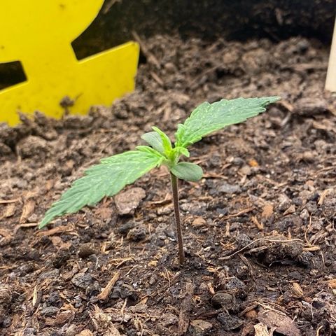Cookies Gelato Auto growlog timeline photo