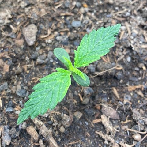 Cookies Gelato Auto growlog timeline photo