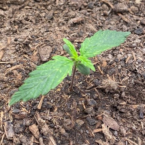Cookies Gelato Auto growlog timeline photo