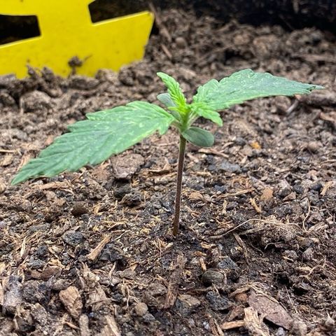 Cookies Gelato Auto growlog timeline photo