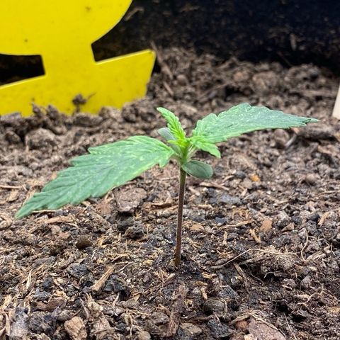 Cookies Gelato Auto growlog timeline photo