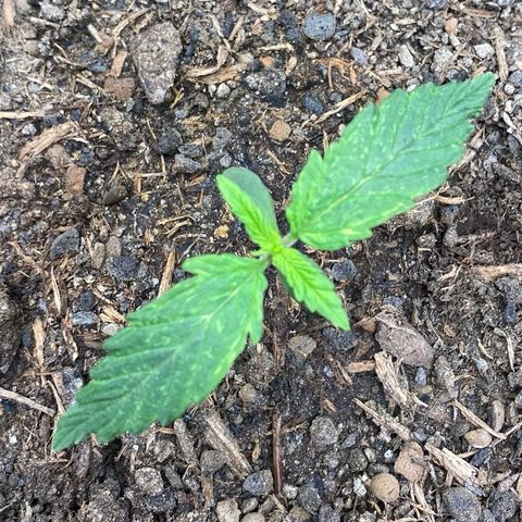 Cookies Gelato Auto growlog timeline photo