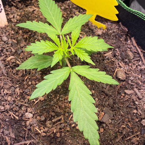 Amnesia Haze Auto growlog timeline photo