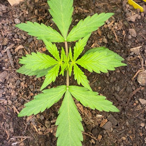 Amnesia Haze Auto growlog timeline photo