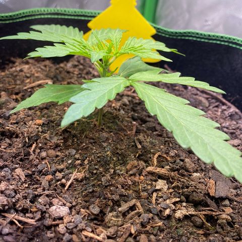 Amnesia Haze Auto growlog timeline photo