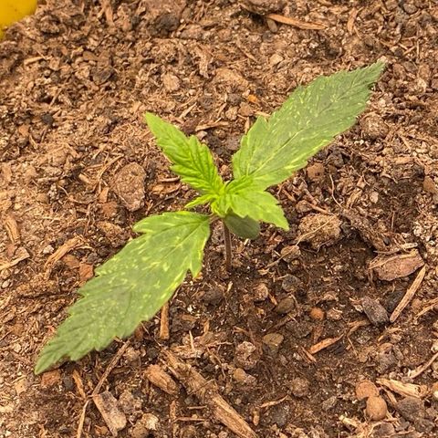 Cookies Gelato Auto growlog timeline photo