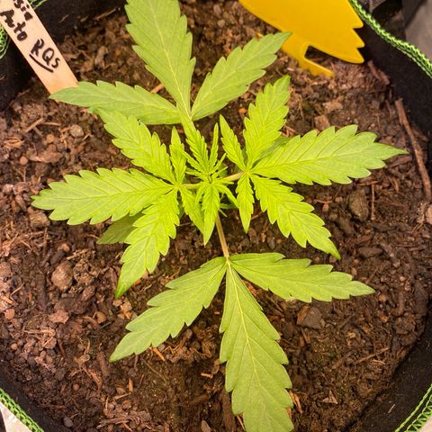 Amnesia Haze Auto growlog timeline photo