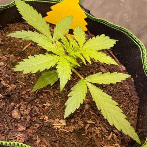 Amnesia Haze Auto growlog timeline photo