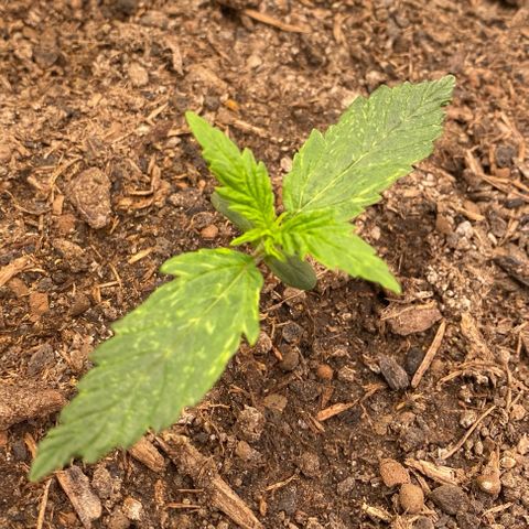 Cookies Gelato Auto growlog timeline photo
