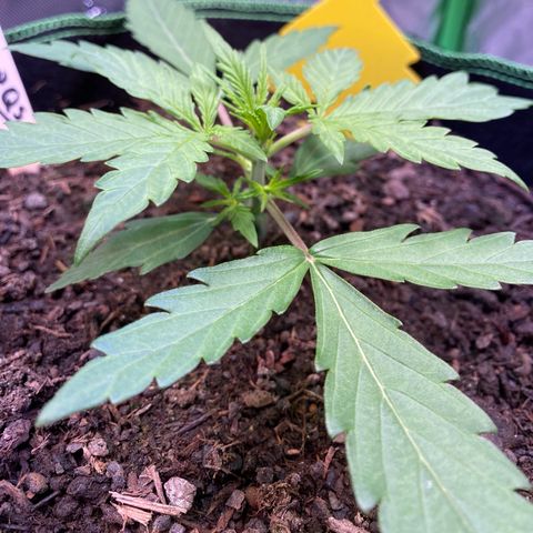 Amnesia Haze Auto growlog timeline photo