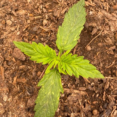 Cookies Gelato Auto growlog timeline photo
