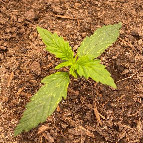 Cookies Gelato Auto growlog timeline photo