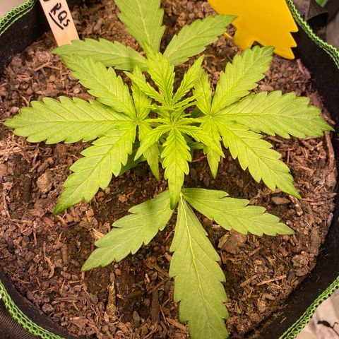 Amnesia Haze Auto growlog timeline photo