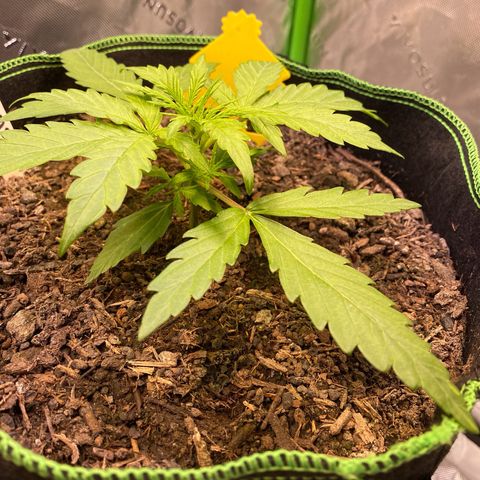 Amnesia Haze Auto growlog timeline photo
