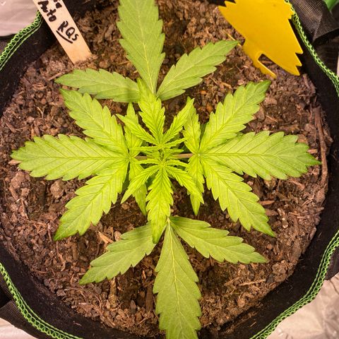 Amnesia Haze Auto growlog timeline photo