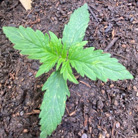 Cookies Gelato Auto growlog timeline photo