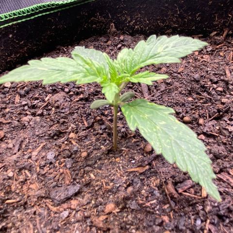 Cookies Gelato Auto growlog timeline photo