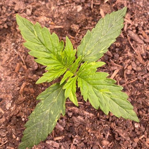Cookies Gelato Auto growlog timeline photo
