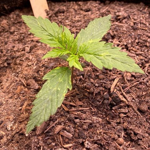 Cookies Gelato Auto growlog timeline photo