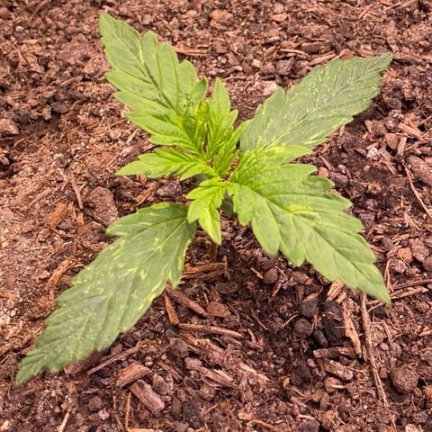 Cookies Gelato Auto growlog timeline photo