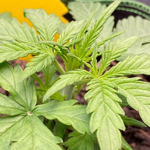 Amnesia Haze Auto growlog timeline photo